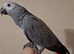 Babes African grey 4 months old ready forever home