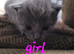 6 beutilful all grey kittens