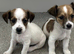 Mini jack Russel pups READY NOW