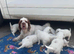 1 kc reg show female clumber puppy