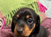 Beautiful Dachshund Puppies