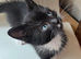 RAGDOLL CROSS BOY READY NOW