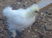 Silkie chick's
