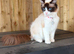 TICA 14 month female ragdoll