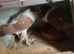 Hana pouter breeding pair