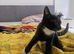 Gorgeous female kitten