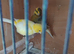 2 male canaries
