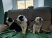 Border collie puppies