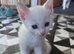 Kittens ready to go