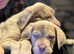 Rare platinum lilac Merle Italian mastiff's