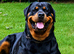 KC Registered Purebred Rottweiler Puppies - Champion Bloodlines