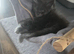Purebred Maine Coon Kittens with Pedigree