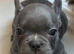 Meet White, our handsome Blue French Bulldog boy!