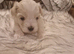 Cute faces baby maltese