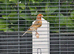 New Colour 2024 Proven Cock Canary (with cage if required)