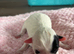 shih tzu pups ready to reserve