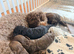 Cockerpoo/cavapoo pups £1550 ONO ready to go