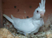 Stunning hen albino 4.5 months old
