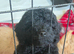 Last Two Toy Poodle Puppies Available &ndash; Ready Now