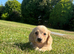 Dachshund miniature long hair KC registered