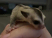 Twin boy sugar gliders.