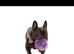 Male blue French bulldog for sale
