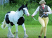 Stunning Cob Gelding