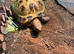 Horfield Russian tortoise