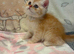 **LAST ONE** Beautiful exotic Persian Kittens