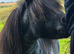 Very sensitively available - Halstock Imogen