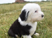 STANLEY KC Registered Old English Sheepdog READY NOW