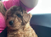 Beautiful asian toy poodle boy