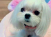 BEAUTIFUL ASIAN MALTIPOO GIRL READY TO GO!
