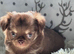 Chihuahua puppies from health tested parents