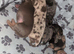 Beautiful Miniature Dachshunds