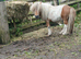 5 year old scewbald stallion