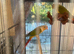 2026 Conure chicks. Hatched May.