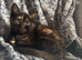 Half-Persian Female Kitten