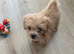 Male F1 Asian maltipoo puppy x small