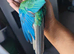 Hand Reared Baby Terqouise Blue Parrot