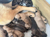 Belgian Malinois cross Perro de Presa Canario