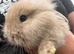 Lion head lop doe