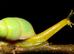 Wolf snails
