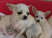 Chihuahua pups
