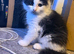Domestic long hair cats