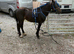 3 year old pacing pony