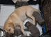 Silver Labrador pups