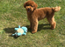 Toy poodle stud