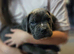Cane corso puppies