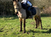 14H 5Yo Dun Gelding All Rounder Type